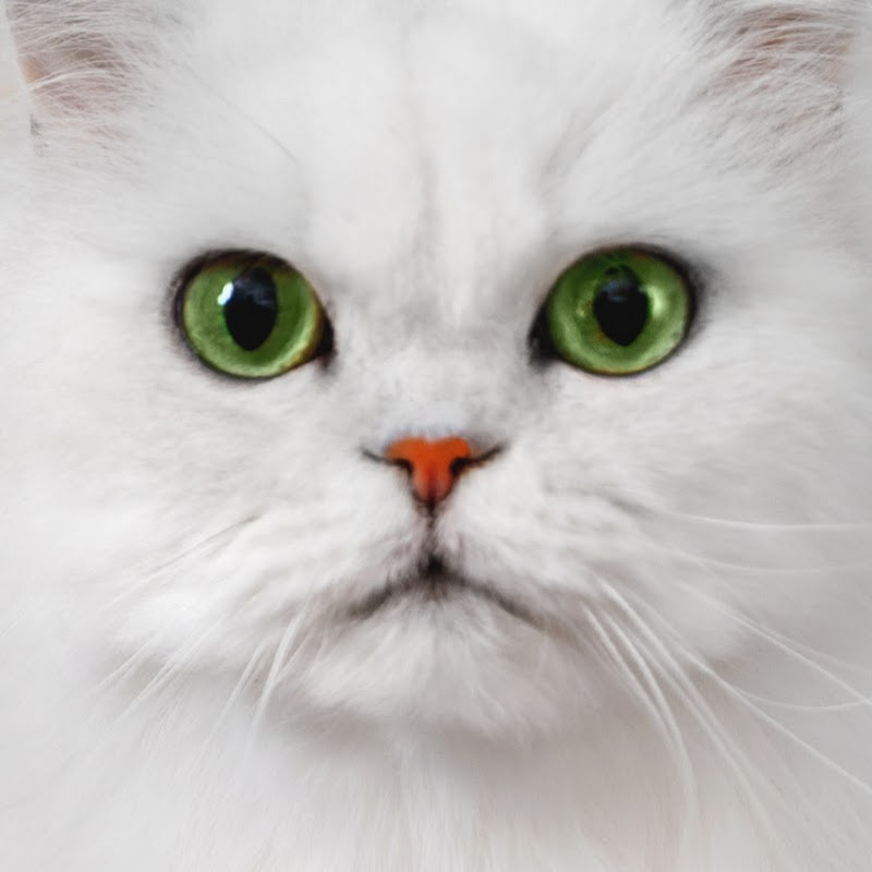 Purina Fancy Feast logo