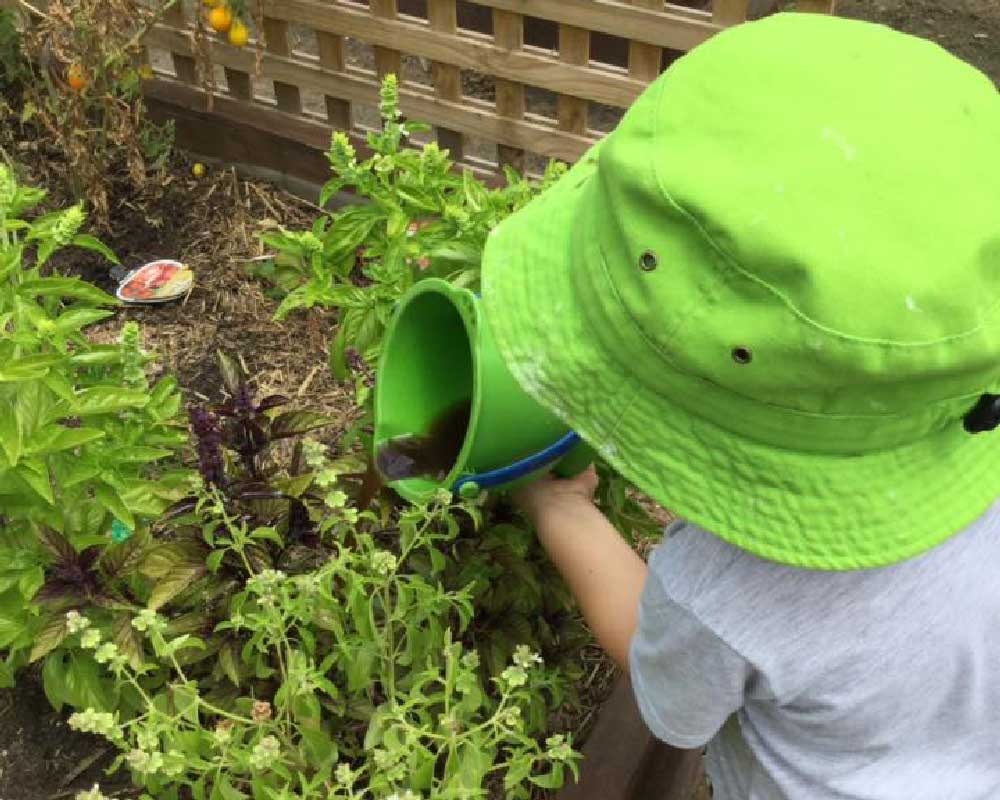 A child poors worm liquid from a green bucket onto the plants.