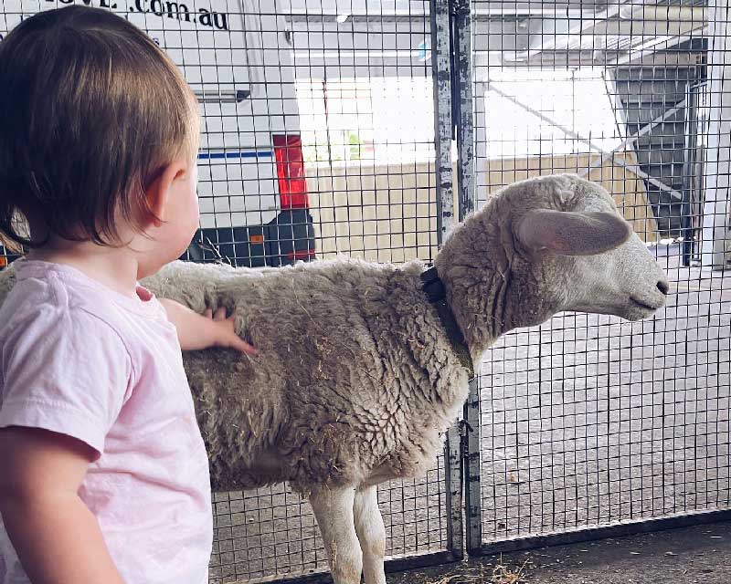 A young child reaches out to touch and feel the fleece of a lamb.