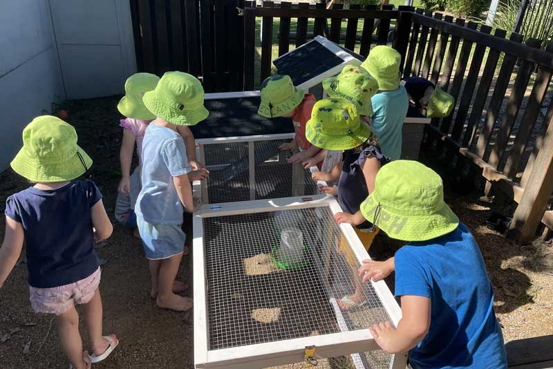 Children have chickens as pets at Petit Early Learning Journey.