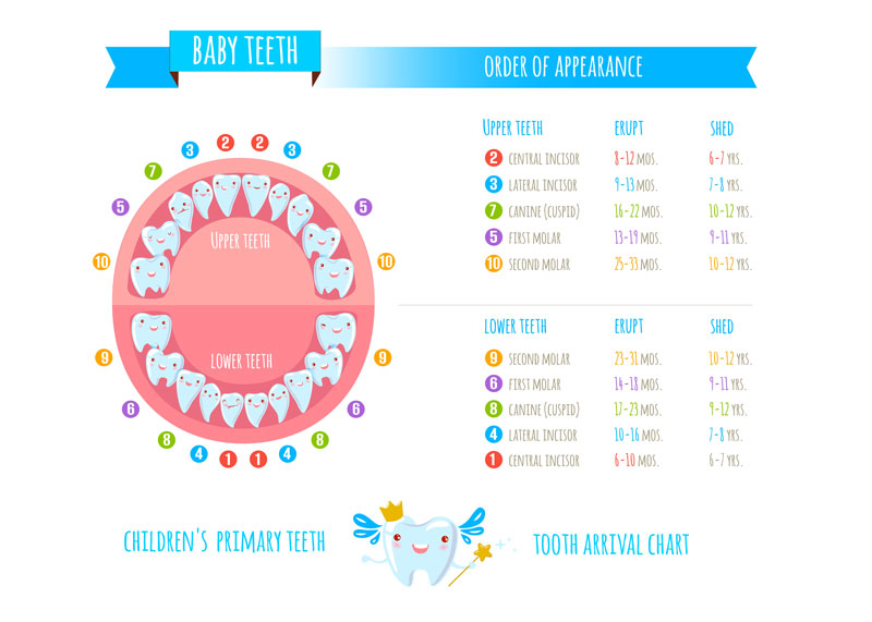 A baby teeth chart for a teething baby. On the left a diagram of a baby's mouth with smiling teeth and numbers indicating order of appearance. On the right two lists, the first upper teeth and the second lower teeth with approximate months that the teeth erupt and shed.