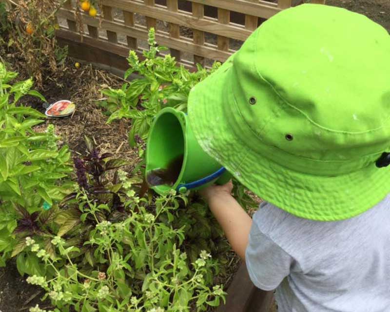 Child waters garden with compost water a fun project on sustainability for children.