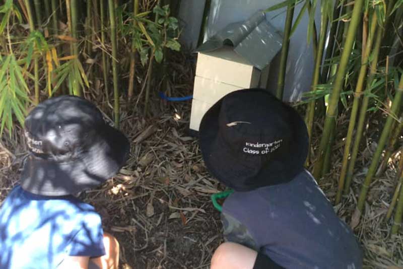 Children observe the native stingless bees, a popular choice for pets in early childhood.