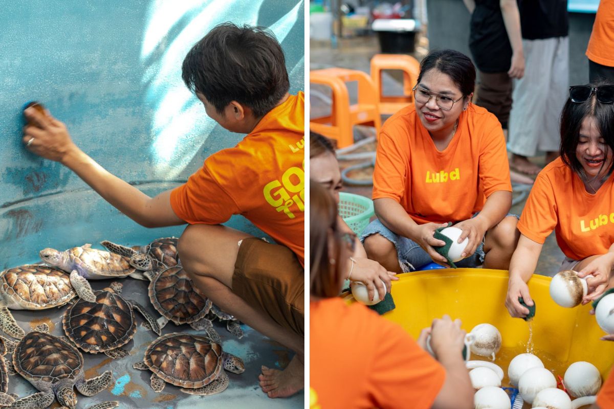 Lub d Phuket Patong staff participate in sea turtlr conservation