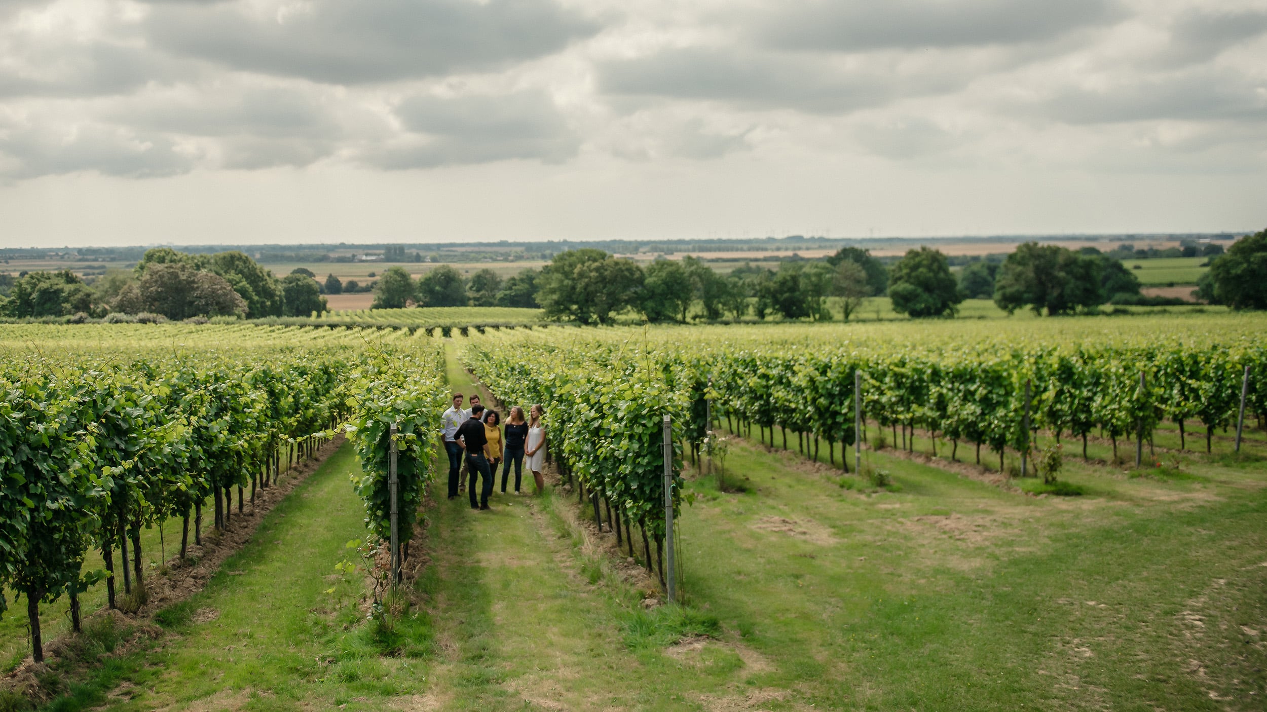 Gusbourne Vineyard