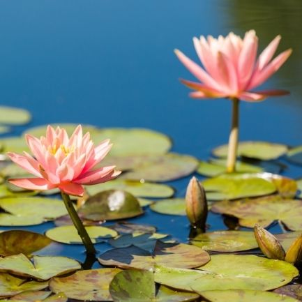 Toadly Green Waves - Water Garden