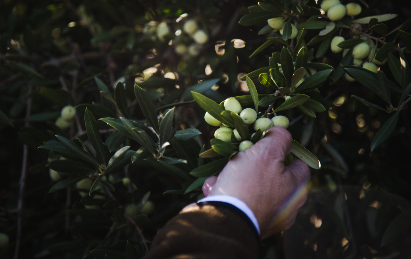 a man pulling a bunch of olives off of a tree.