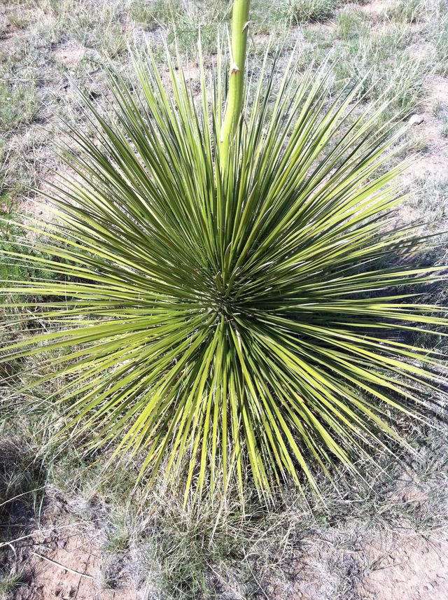 Alpine and Marfa photo 11