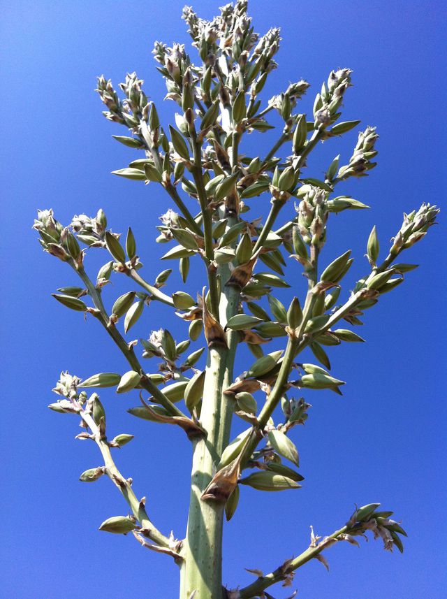 Alpine and Marfa photo 13