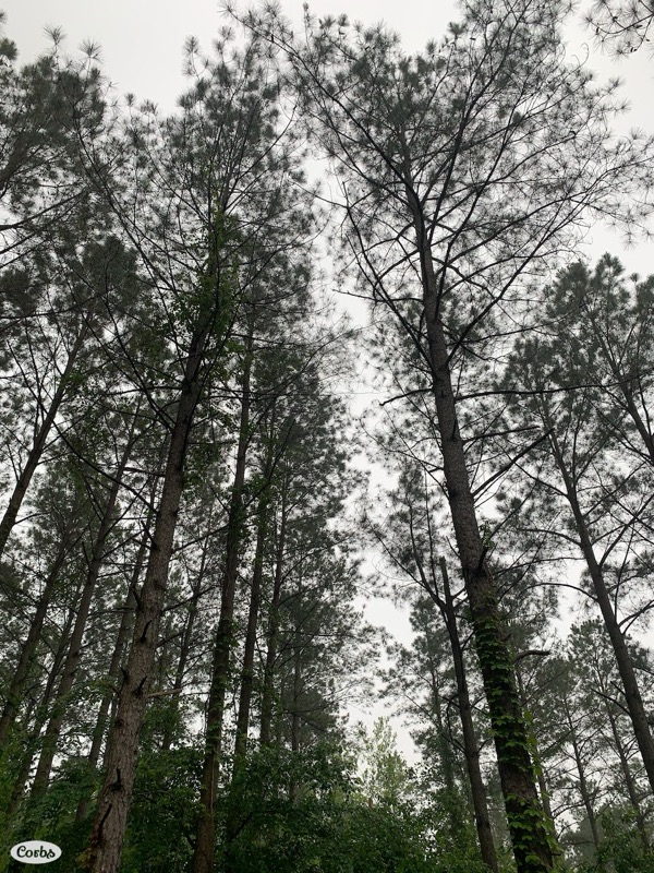 Tall Trees