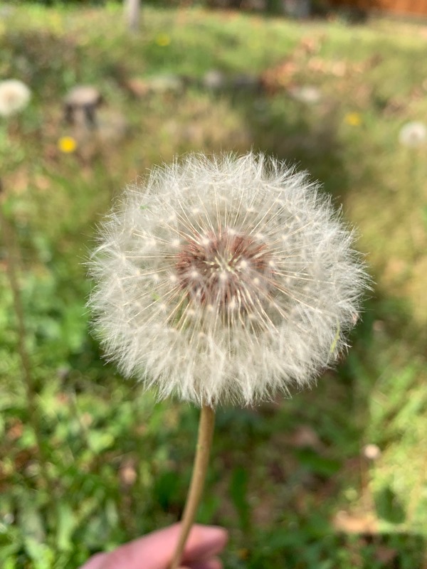 Dandelion