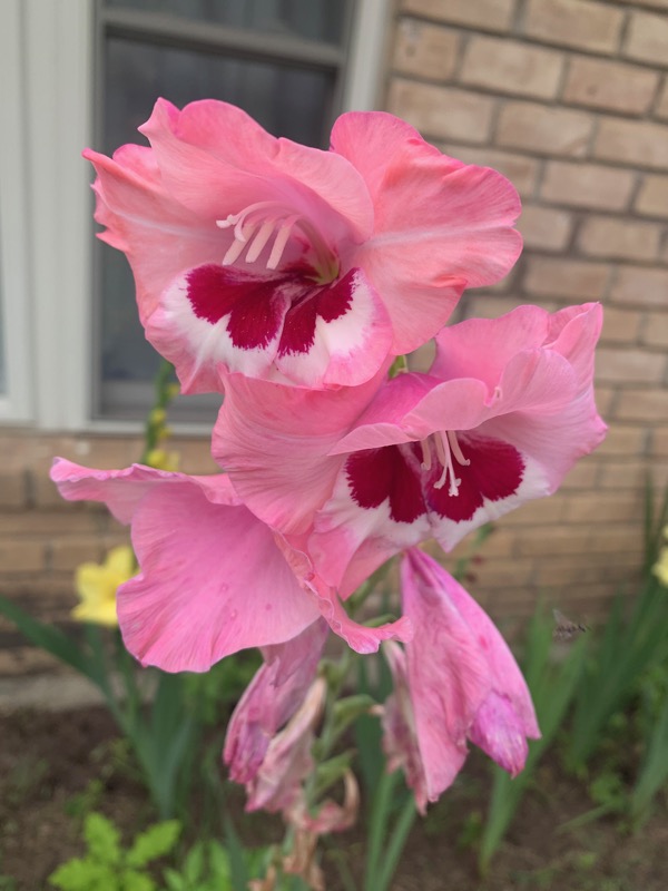 Gladiolus