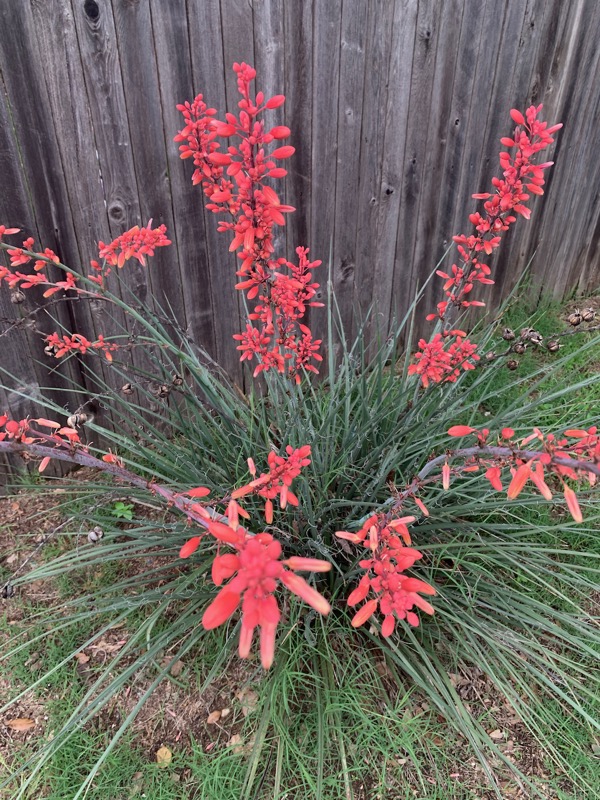 Red Hesperaloe