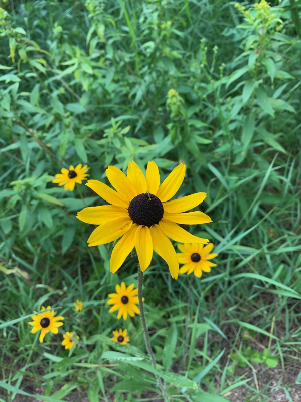 Yellow wildflowers blooming
