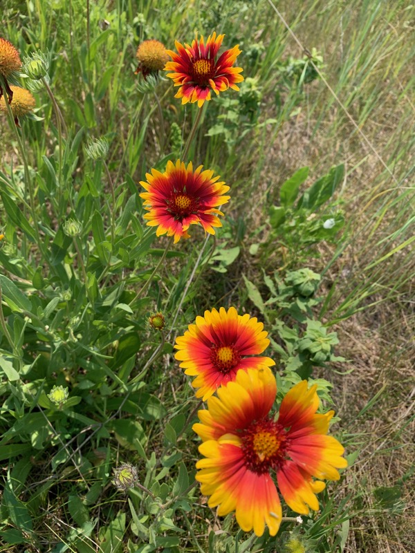 Firewheel flowers popping