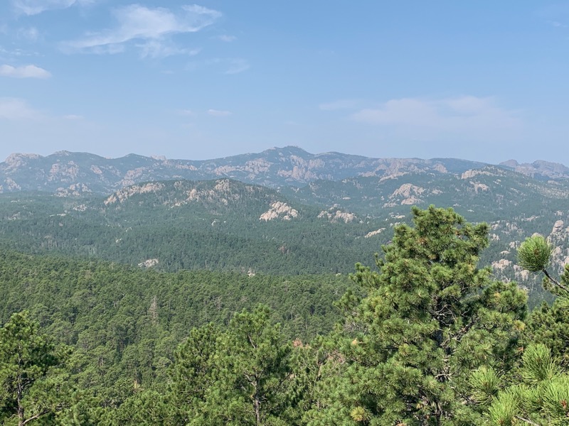 Endless pine horizons