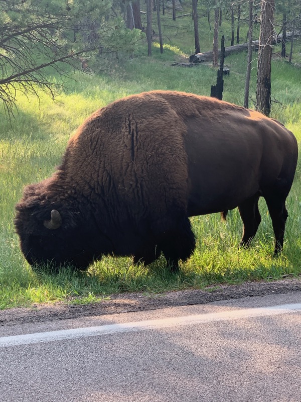 Big fluffy bison
