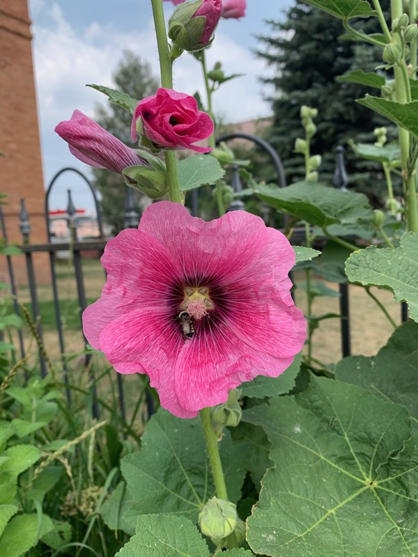 Pink hollyhock hello