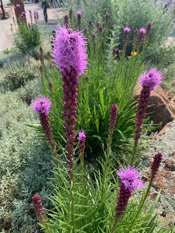 Purple blazing star
