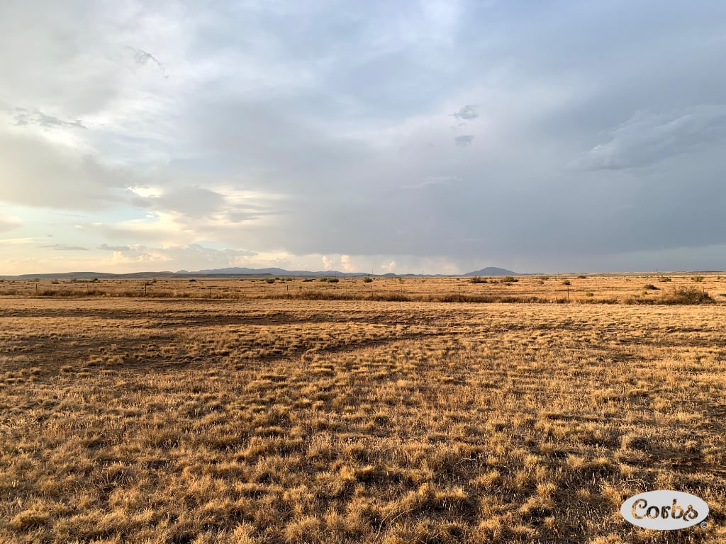 Golden range outside of Marfa, TX.