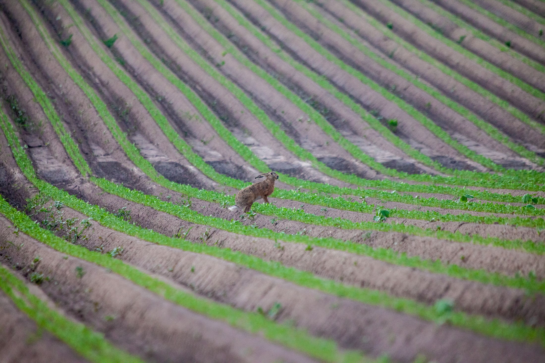 Hare on a chernozem crop field, Lubelskie Voivodship, Poland // Credit: David Kaszlikowski and SatAgro