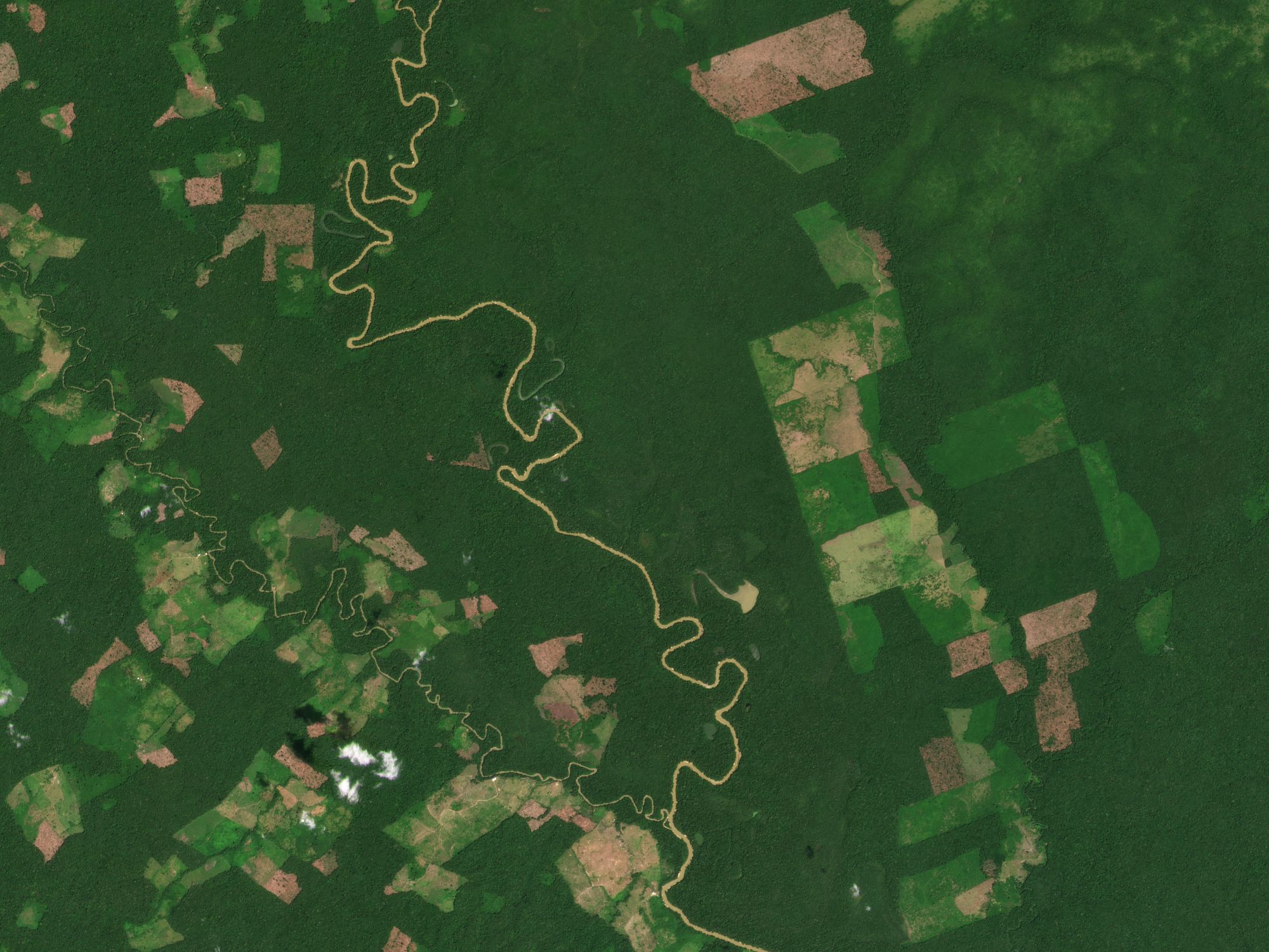 Los usuarios de NICFI avanzan en la reducción y reversión de la pérdida de bosques tropicales