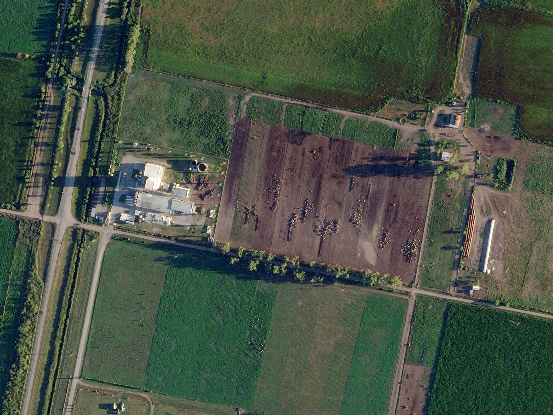 Morning sunlight highlights individual livestock near the Lactear Dairy in Córdoba, Argentina. © 2021, Planet Labs Inc. All Rights Reserved.