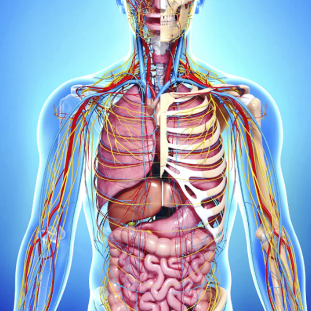 Copertina del corso: Anatomia e Fisiologia