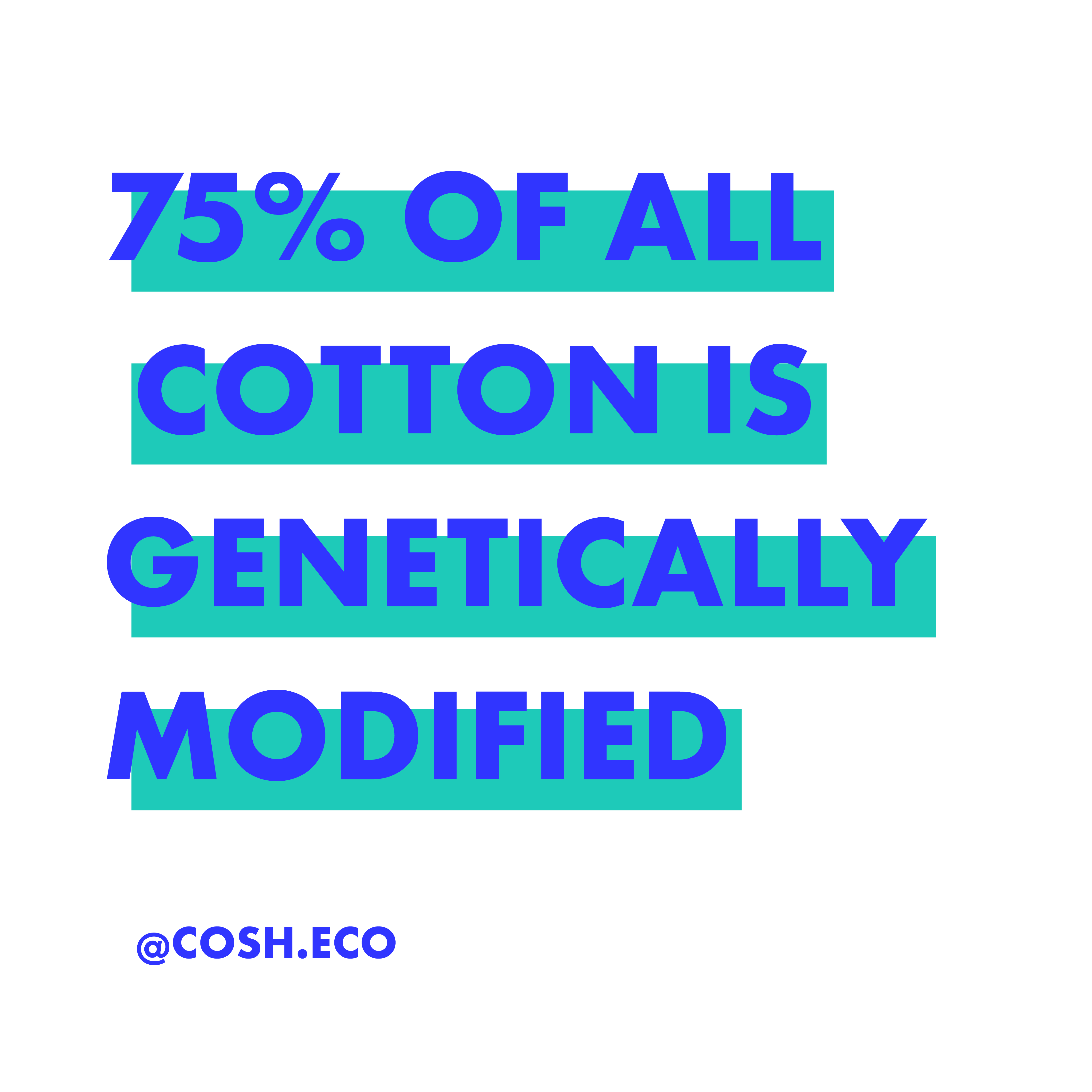 GMO cotton's impact on your health and the environment