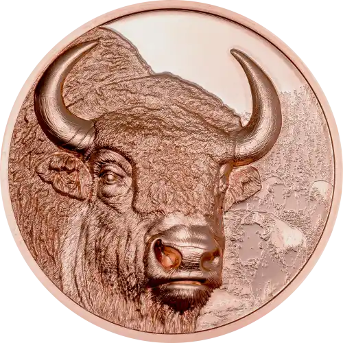 Bison