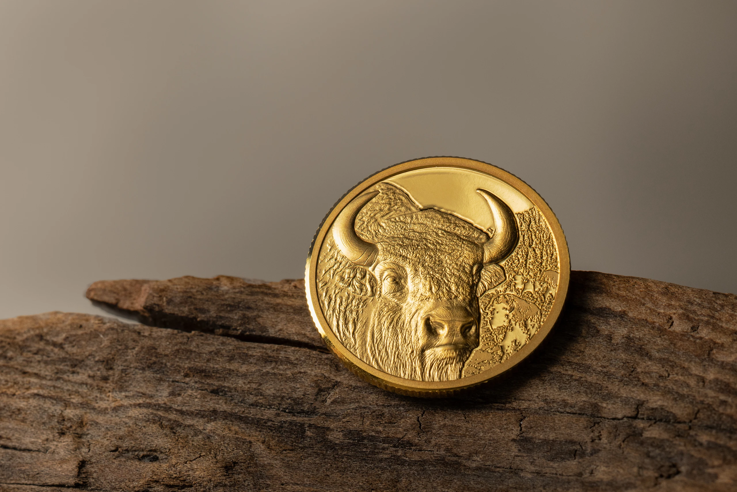 Bison