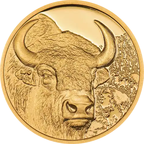 Bison
