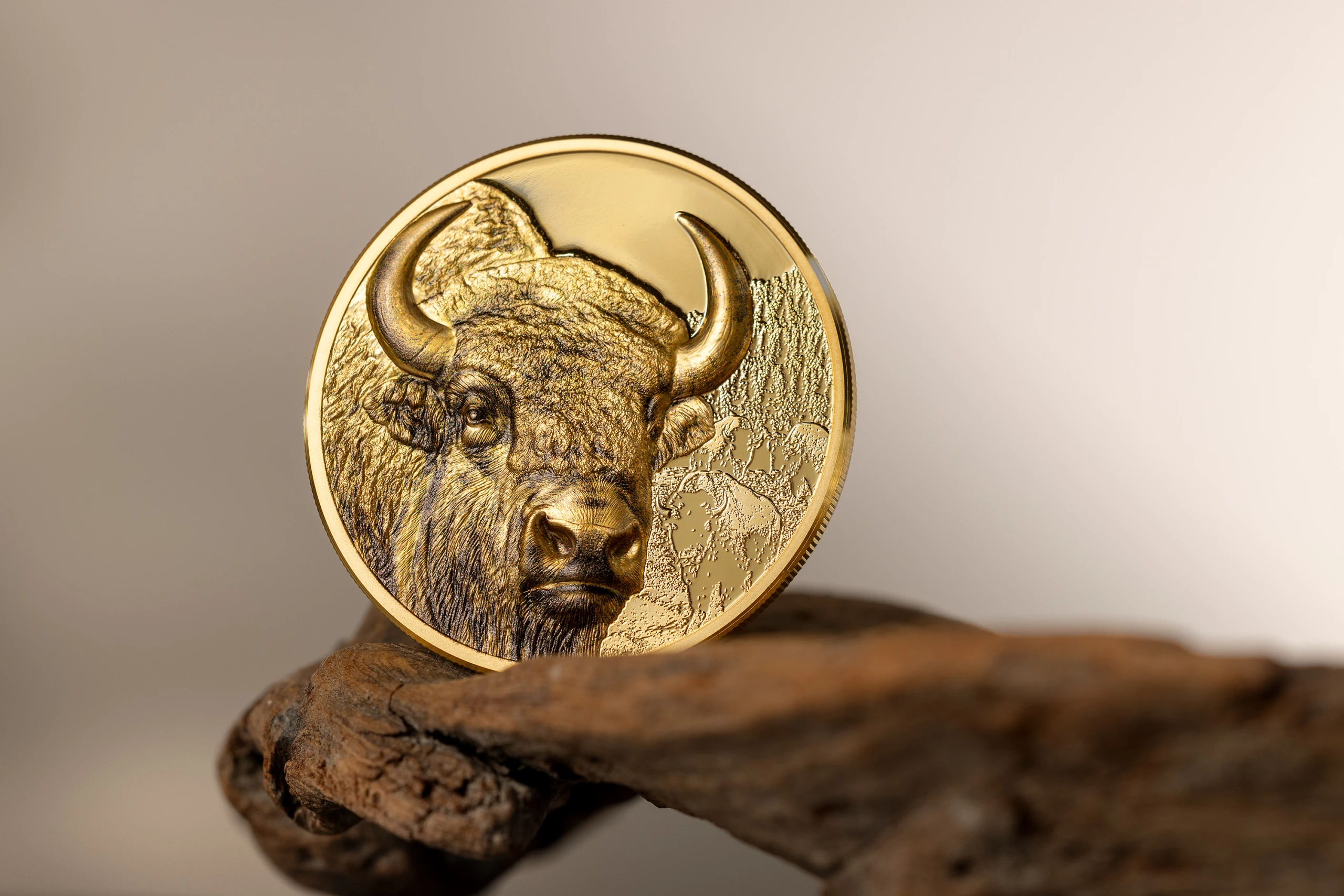 Bison