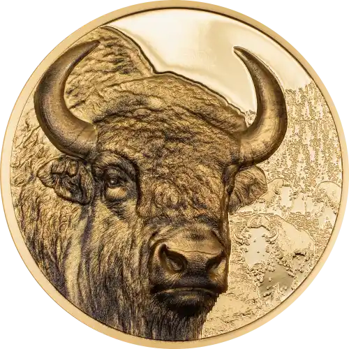 Bison