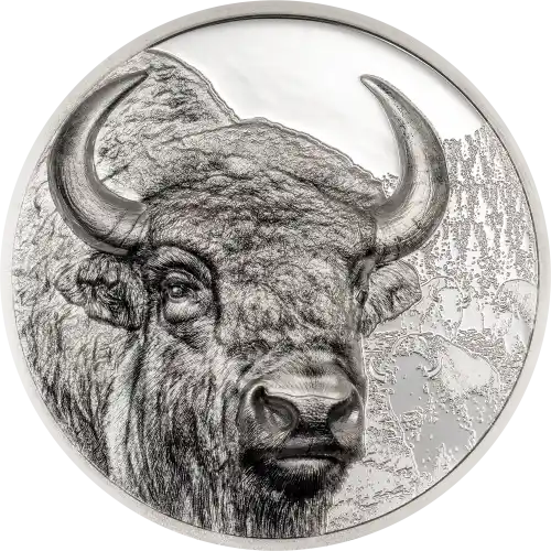 Bison
