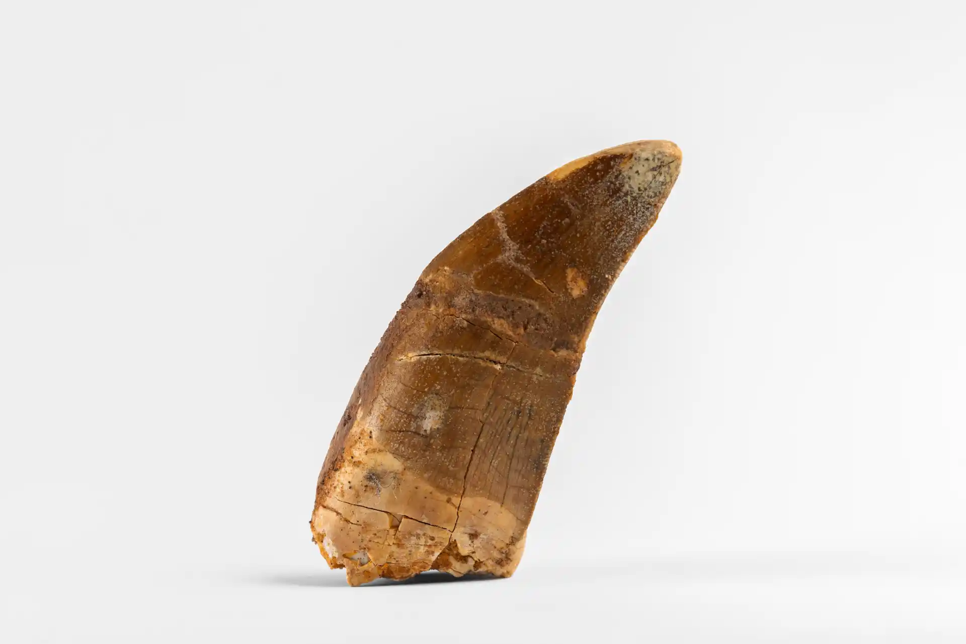 Item/10813/gallery/original/31120_JurassicRelics_Carcharodontosaurus_Tooth.jpg