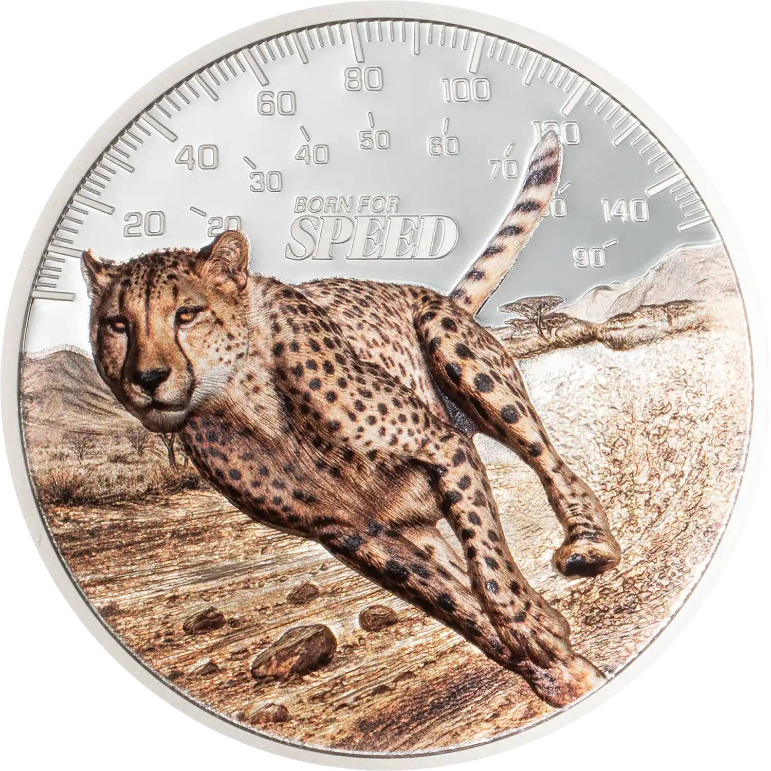Cheetah