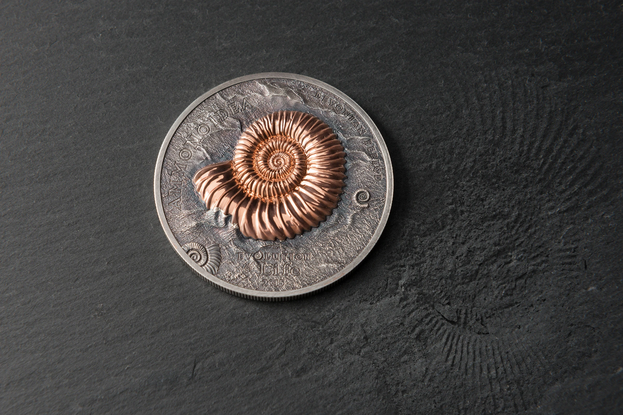 Ammonite