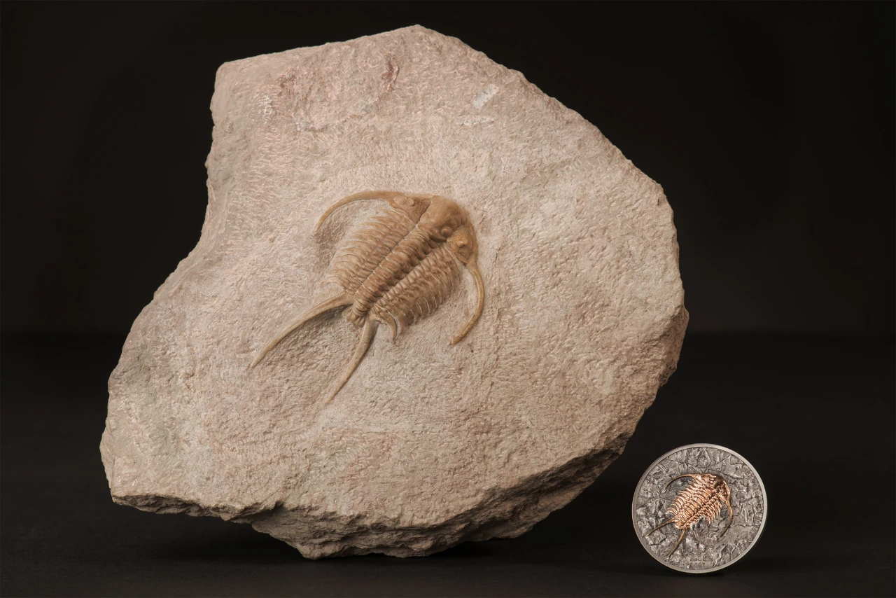 Trilobite