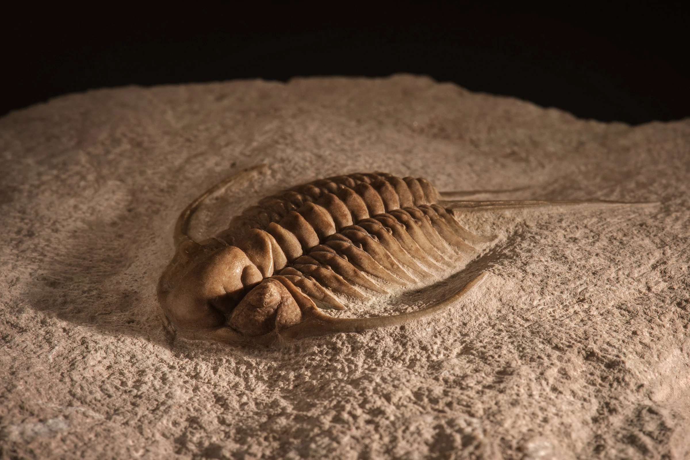 Trilobite