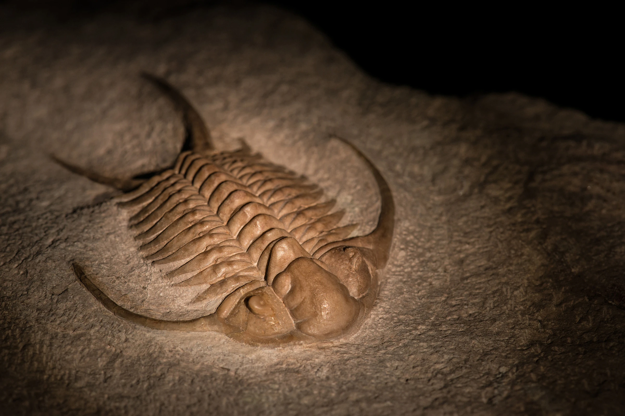Golden Trilobite