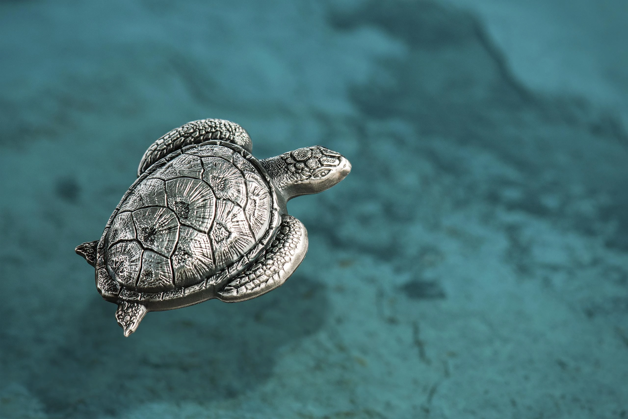 Sea Turtle