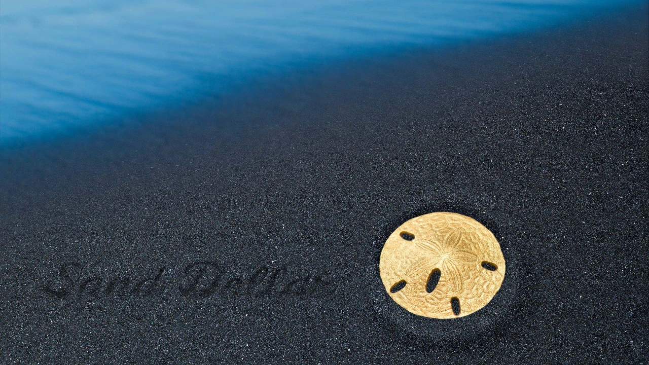 Golden Sand Dollar