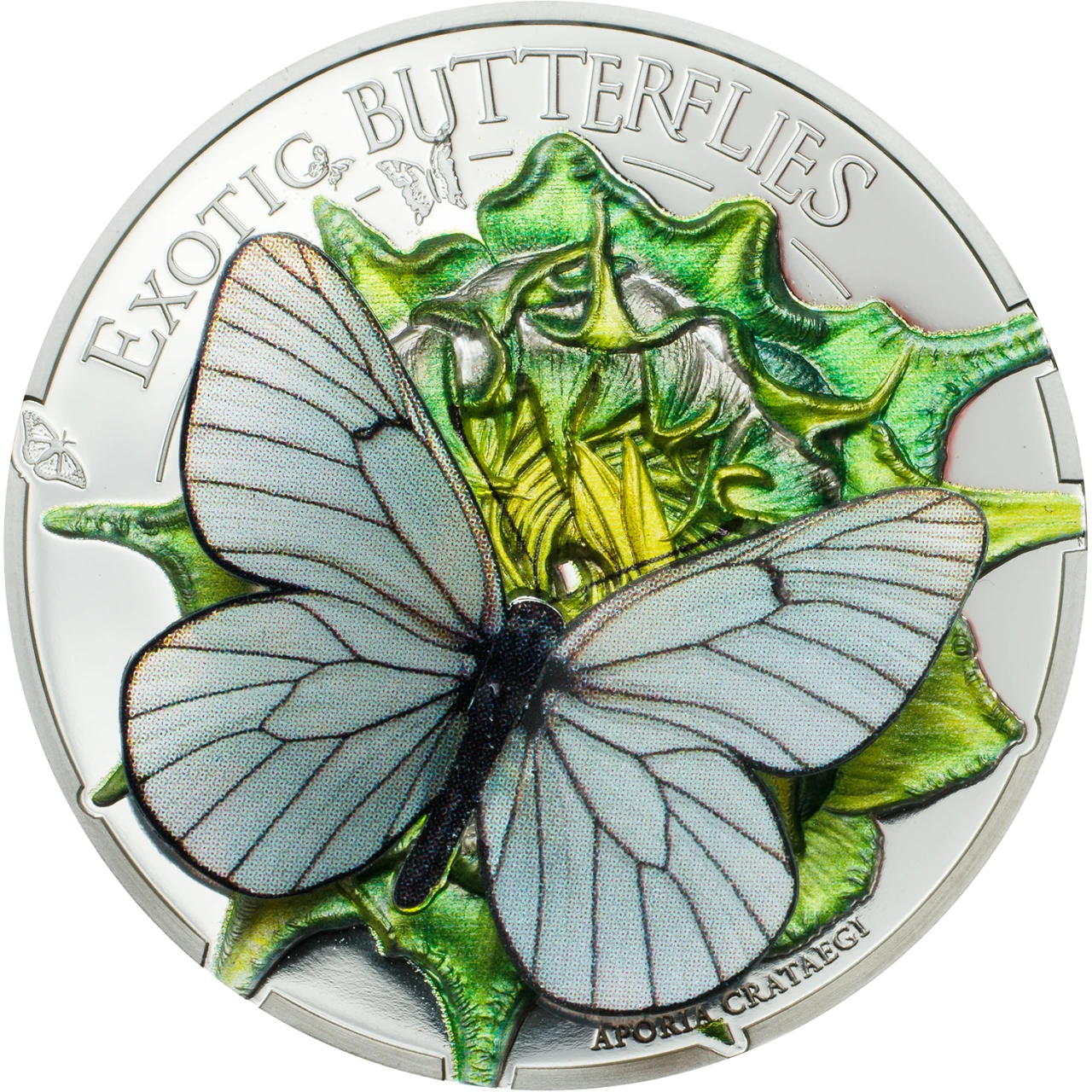 Exotic Butterflies 2017
