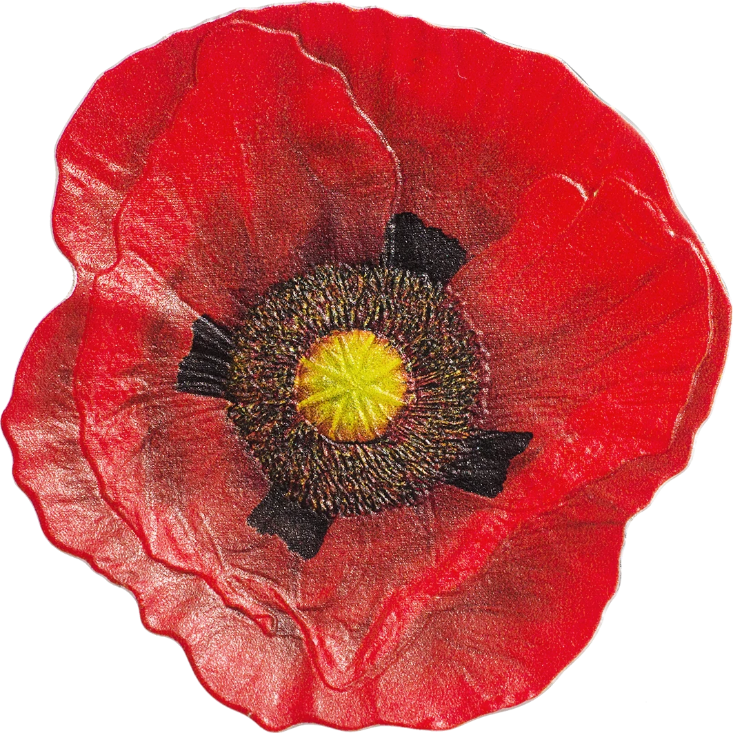 Remembrance Poppy