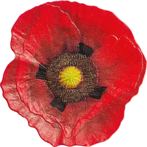 Remembrance Poppy