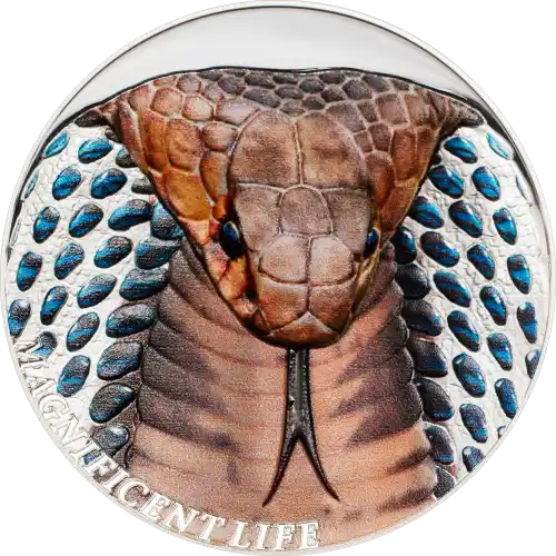 Cobra