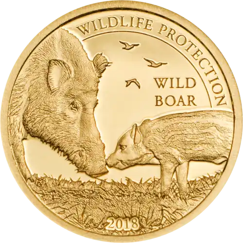 Wild Boar