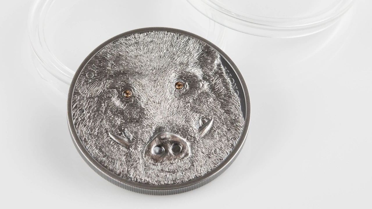 Wild Boar – Sus scrofa