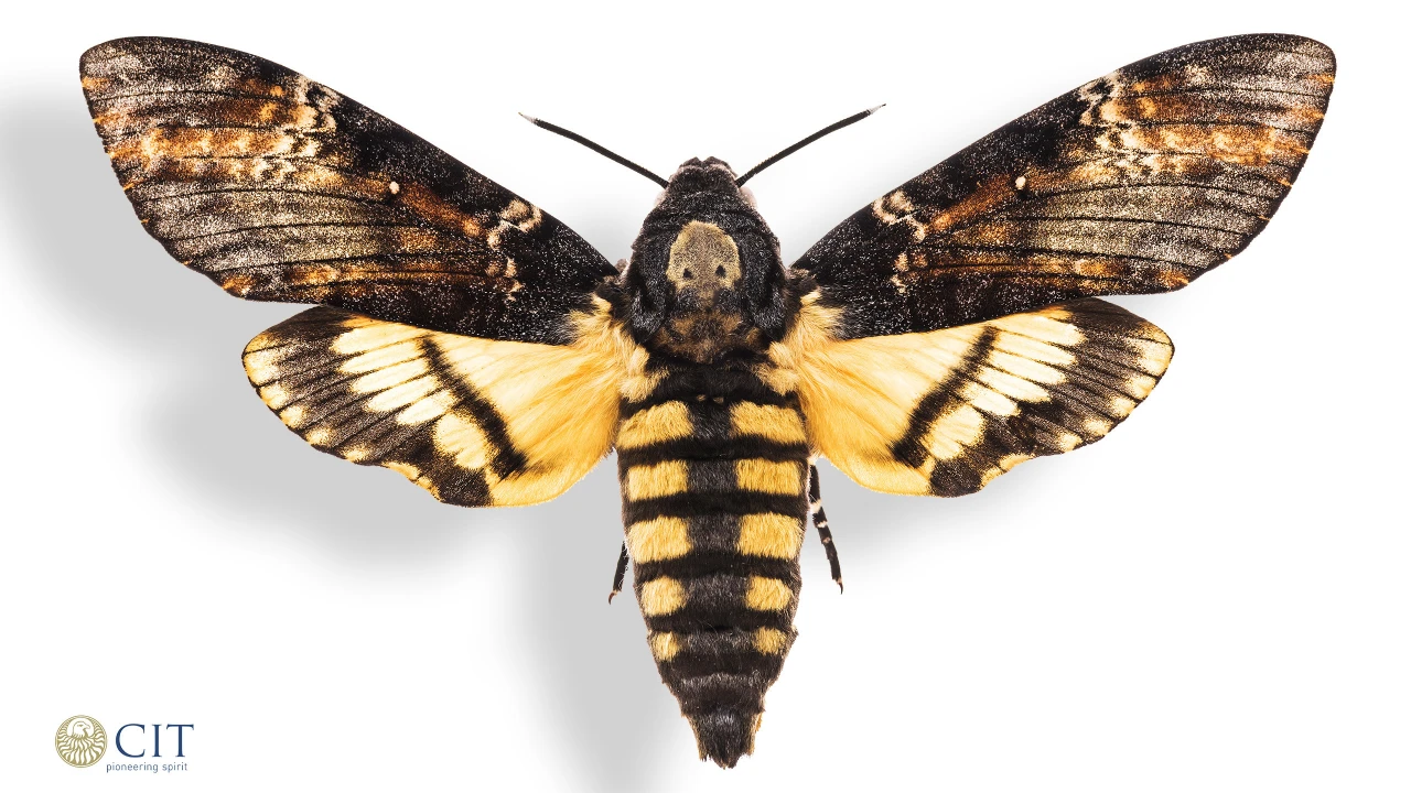Death’s Head Hawkmoth